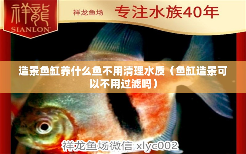 造景魚缸養(yǎng)什么魚不用清理水質（魚缸造景可以不用過濾嗎）