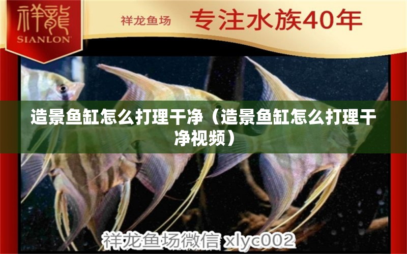 造景魚(yú)缸怎么打理干凈（造景魚(yú)缸怎么打理干凈視頻） 泰國(guó)雪鯽魚(yú)