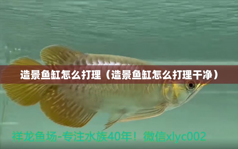 造景魚缸怎么打理（造景魚缸怎么打理干凈） 祥龍水族醫(yī)院