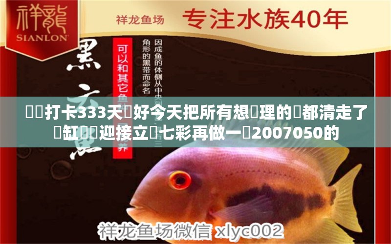 連續(xù)打卡333天剛好今天把所有想處理的魚都清走了細(xì)缸準(zhǔn)備迎接立達(dá)七彩再做一個(gè)2007050的 雙線側(cè)魚