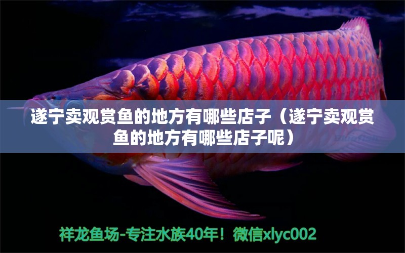 遂寧賣(mài)觀賞魚(yú)的地方有哪些店子（遂寧賣(mài)觀賞魚(yú)的地方有哪些店子呢）