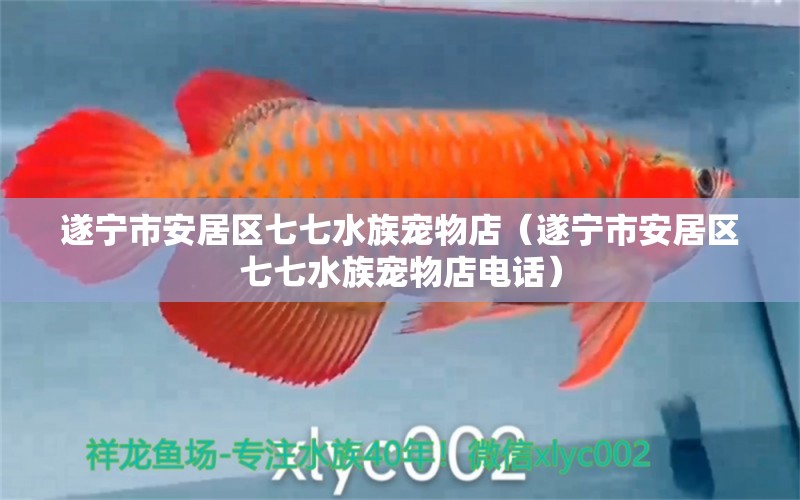 遂寧市安居區(qū)七七水族寵物店（遂寧市安居區(qū)七七水族寵物店電話）