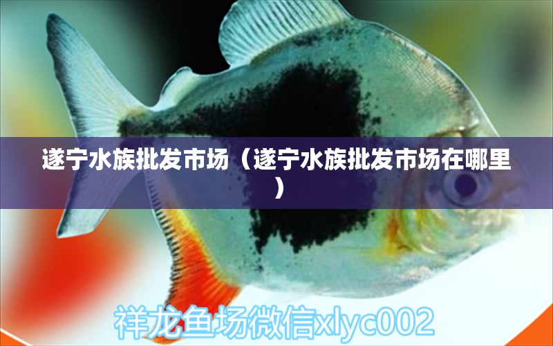 遂寧水族批發(fā)市場(chǎng)（遂寧水族批發(fā)市場(chǎng)在哪里） 觀賞魚(yú)水族批發(fā)市場(chǎng)