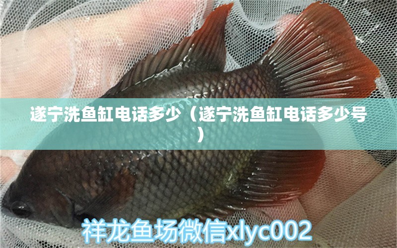 遂寧洗魚缸電話多少（遂寧洗魚缸電話多少號） 其他品牌魚缸