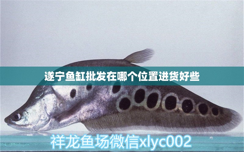 遂寧魚(yú)缸批發(fā)在哪個(gè)位置進(jìn)貨好些