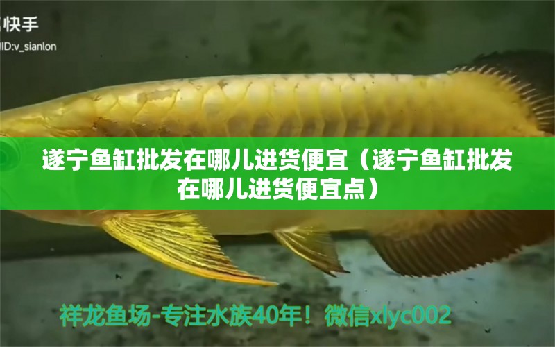 遂寧魚缸批發(fā)在哪兒進(jìn)貨便宜（遂寧魚缸批發(fā)在哪兒進(jìn)貨便宜點(diǎn)）