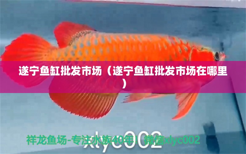 遂寧魚缸批發(fā)市場（遂寧魚缸批發(fā)市場在哪里） 觀賞魚水族批發(fā)市場