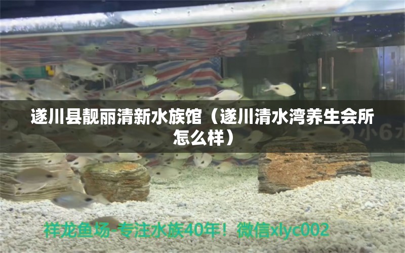 遂川縣靚麗清新水族館（遂川清水灣養(yǎng)生會所怎么樣）