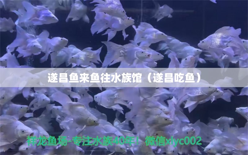 遂昌魚來魚往水族館（遂昌吃魚）