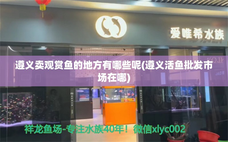 遵義賣觀賞魚的地方有哪些呢(遵義活魚批發(fā)市場在哪) 其他益生菌 第1張