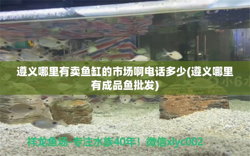 遵義哪里有賣魚缸的市場啊電話多少(遵義哪里有成品魚批發(fā))