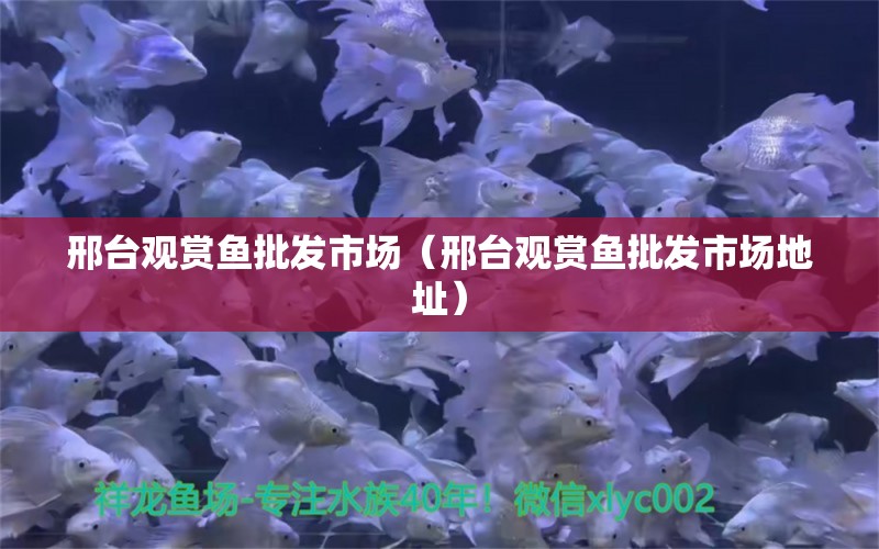 邢臺(tái)觀賞魚批發(fā)市場(chǎng)（邢臺(tái)觀賞魚批發(fā)市場(chǎng)地址）