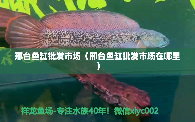 邢臺魚缸批發(fā)市場（邢臺魚缸批發(fā)市場在哪里） 觀賞魚水族批發(fā)市場