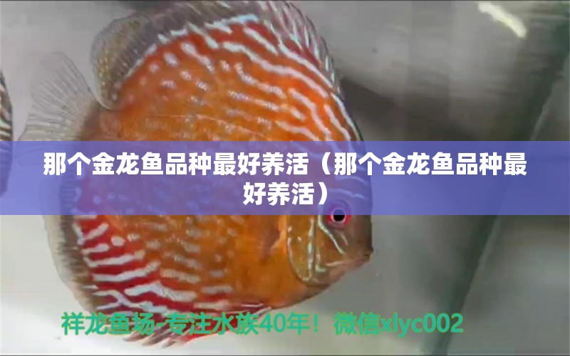 那個金龍魚品種最好養(yǎng)活（那個金龍魚品種最好養(yǎng)活） 廣州龍魚批發(fā)市場