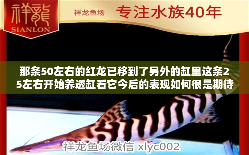 那條50左右的紅龍已移到了另外的缸里這條25左右開始養(yǎng)透缸看它今后的表現(xiàn)如何很是期待 狗仔招財貓魚