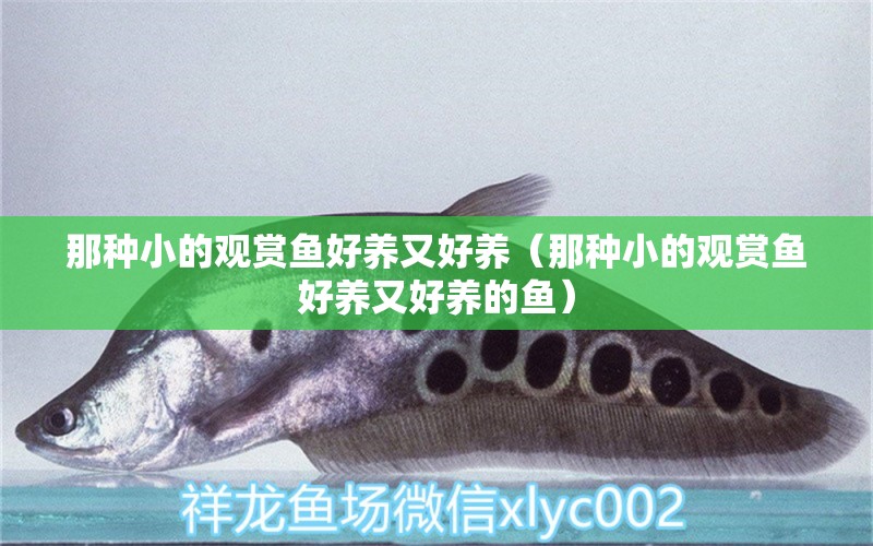 那種小的觀賞魚好養(yǎng)又好養(yǎng)（那種小的觀賞魚好養(yǎng)又好養(yǎng)的魚）