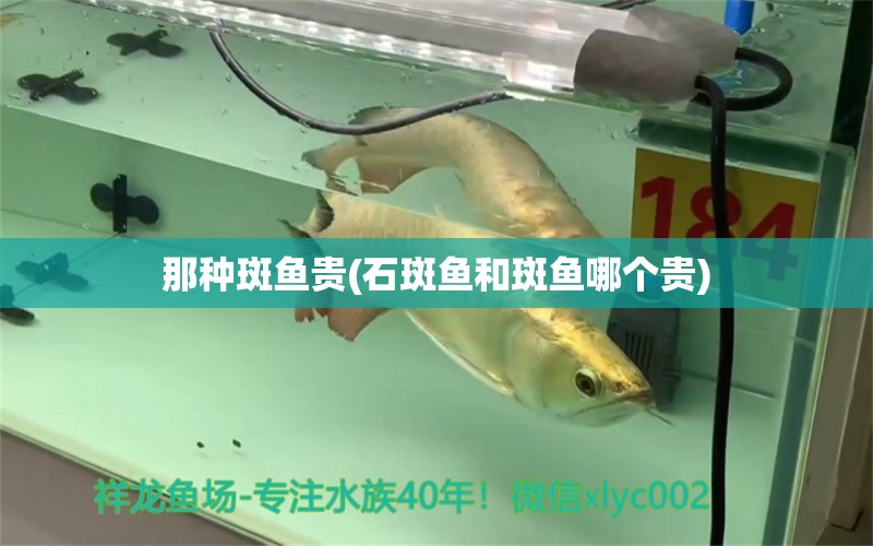 那種斑魚貴(石斑魚和斑魚哪個(gè)貴) 魚缸百科