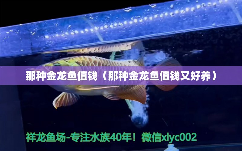 那種金龍魚值錢（那種金龍魚值錢又好養(yǎng)） 廣州觀賞魚批發(fā)市場