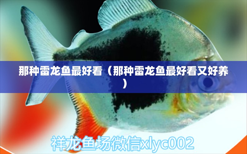 那種雷龍魚最好看（那種雷龍魚最好看又好養(yǎng)） 龍魚疾病與治療