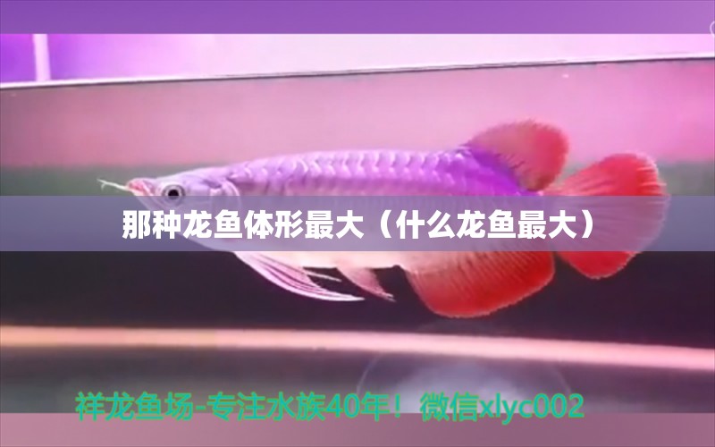 那種龍魚(yú)體形最大（什么龍魚(yú)最大） 廣州龍魚(yú)批發(fā)市場(chǎng)