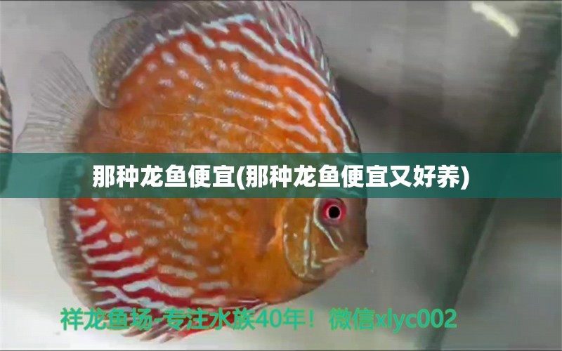 那種龍魚便宜(那種龍魚便宜又好養(yǎng)) 養(yǎng)魚的好處