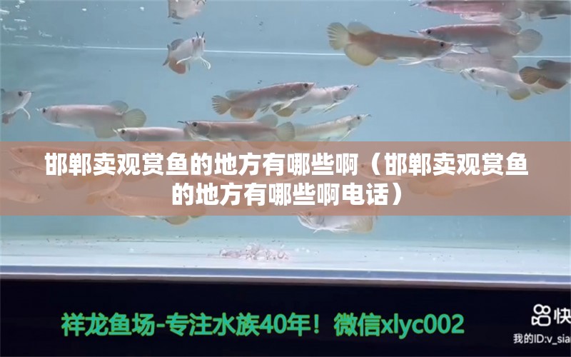 邯鄲賣觀賞魚的地方有哪些啊（邯鄲賣觀賞魚的地方有哪些啊電話）