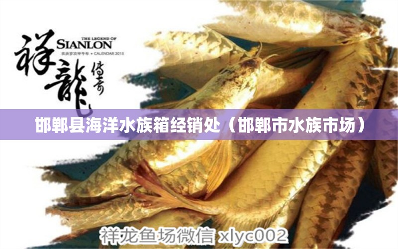 邯鄲縣海洋水族箱經(jīng)銷處（邯鄲市水族市場(chǎng)） 魚(yú)缸/水族箱