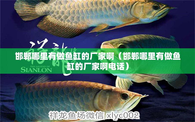 邯鄲哪里有做魚缸的廠家?。ê惸睦镉凶鲷~缸的廠家啊電話） 奈及利亞紅圓點(diǎn)狗頭