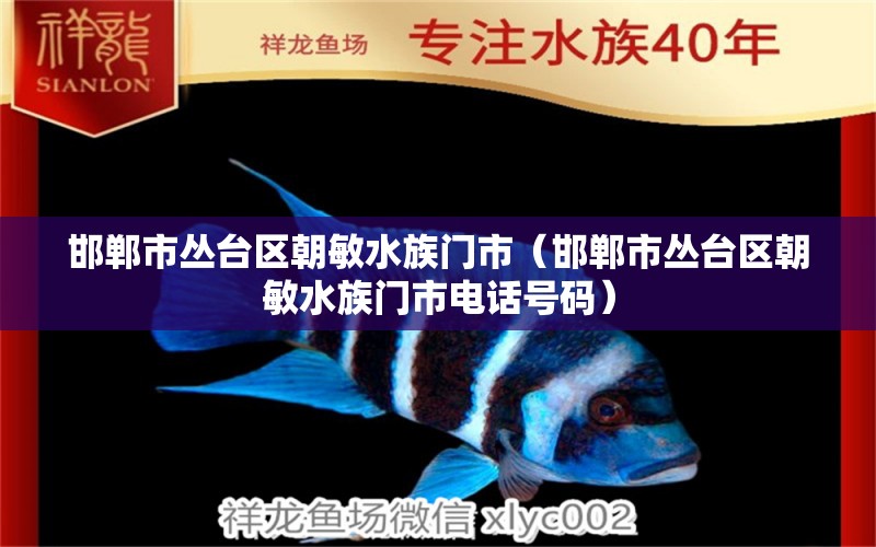 邯鄲市叢臺區(qū)朝敏水族門市（邯鄲市叢臺區(qū)朝敏水族門市電話號碼）