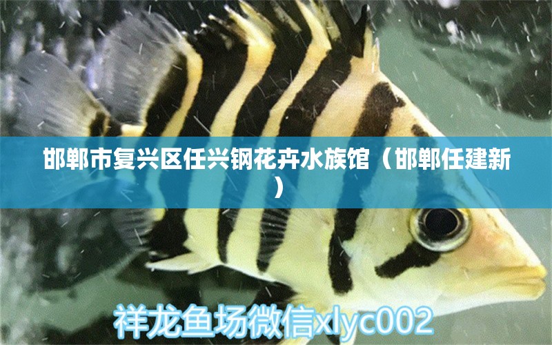 邯鄲市復(fù)興區(qū)任興鋼花卉水族館（邯鄲任建新） 全國水族館企業(yè)名錄