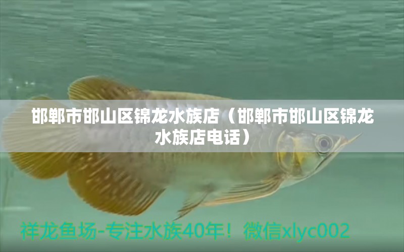 邯鄲市邯山區(qū)錦龍水族店（邯鄲市邯山區(qū)錦龍水族店電話）