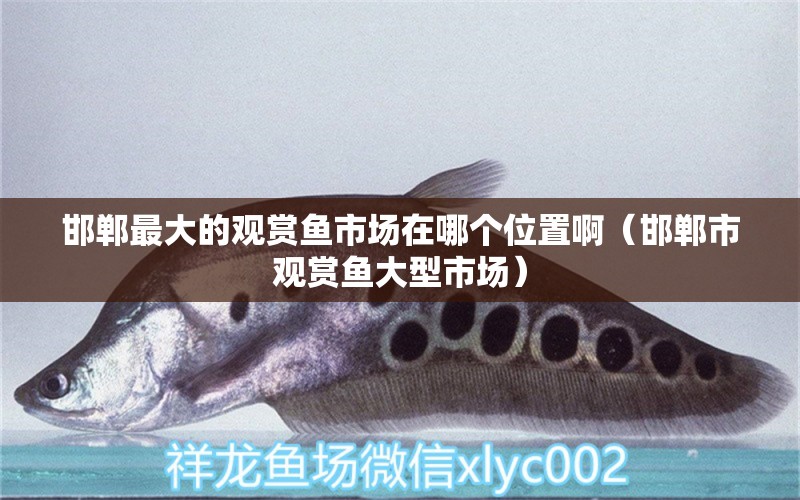 邯鄲最大的觀賞魚市場在哪個位置?。ê愂杏^賞魚大型市場）