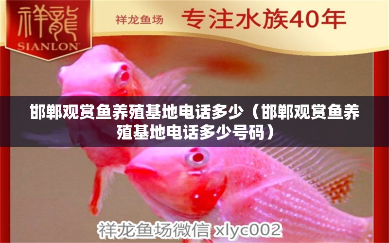 邯鄲觀賞魚養(yǎng)殖基地電話多少（邯鄲觀賞魚養(yǎng)殖基地電話多少號(hào)碼）