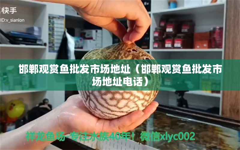 邯鄲觀賞魚批發(fā)市場地址（邯鄲觀賞魚批發(fā)市場地址電話）