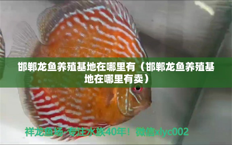 邯鄲龍魚(yú)養(yǎng)殖基地在哪里有（邯鄲龍魚(yú)養(yǎng)殖基地在哪里有賣）