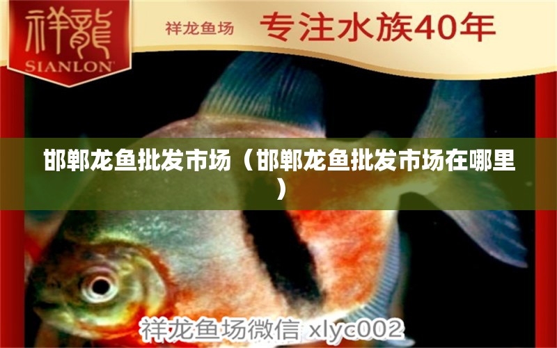 邯鄲龍魚(yú)批發(fā)市場(chǎng)（邯鄲龍魚(yú)批發(fā)市場(chǎng)在哪里） 龍魚(yú)批發(fā)