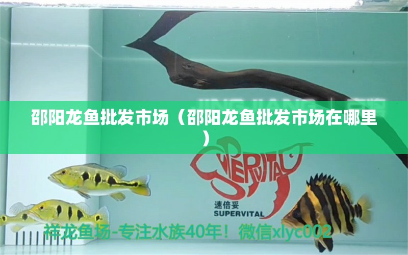 邵陽龍魚批發(fā)市場（邵陽龍魚批發(fā)市場在哪里） 龍魚批發(fā)