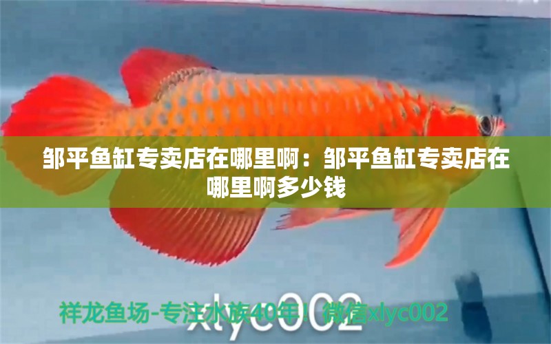 鄒平魚缸專賣店在哪里啊：鄒平魚缸專賣店在哪里啊多少錢 噴點菠蘿魚 第2張