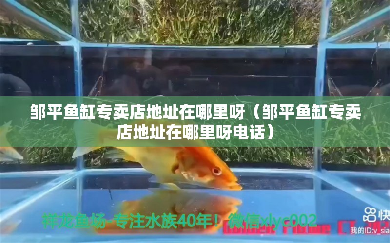 鄒平魚缸專賣店地址在哪里呀（鄒平魚缸專賣店地址在哪里呀電話）