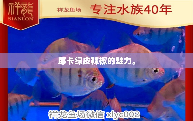 郎卡綠皮辣椒的魅力。 觀賞魚(yú)論壇 第2張