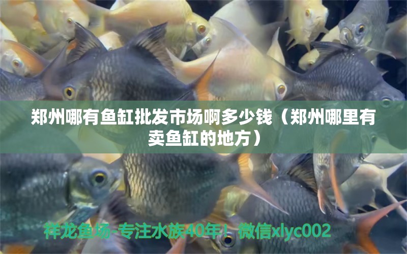 鄭州哪有魚缸批發(fā)市場(chǎng)啊多少錢（鄭州哪里有賣魚缸的地方）