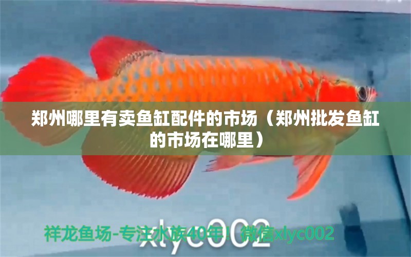 鄭州哪里有賣魚缸配件的市場（鄭州批發(fā)魚缸的市場在哪里）