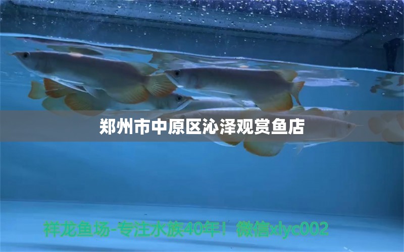 鄭州市中原區(qū)沁澤觀賞魚店 全國(guó)水族館企業(yè)名錄