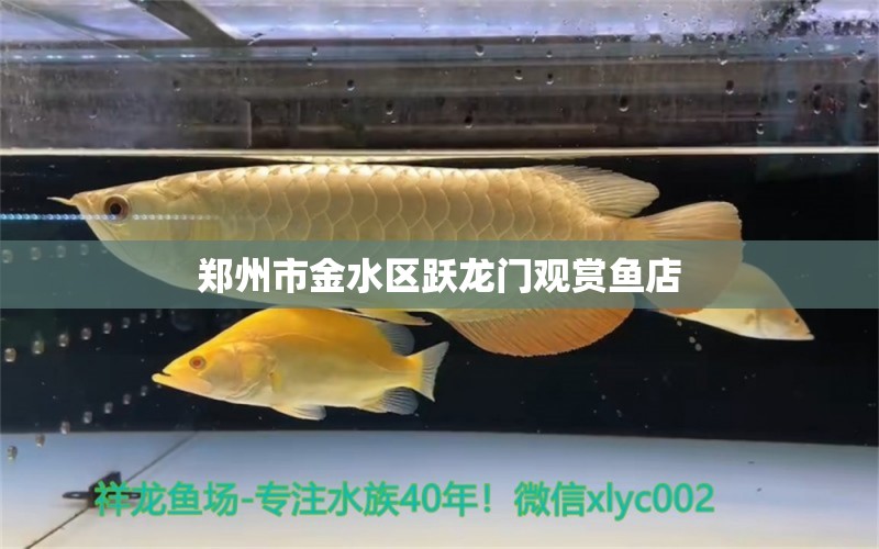 鄭州市金水區(qū)躍龍門觀賞魚店