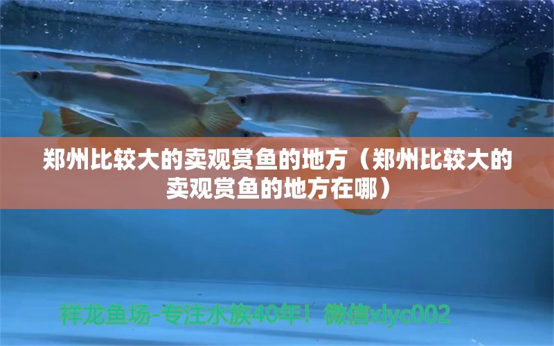 鄭州比較大的賣觀賞魚的地方（鄭州比較大的賣觀賞魚的地方在哪）