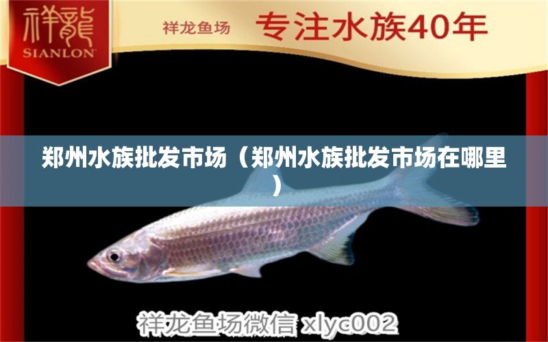 鄭州水族批發(fā)市場（鄭州水族批發(fā)市場在哪里） 觀賞魚水族批發(fā)市場