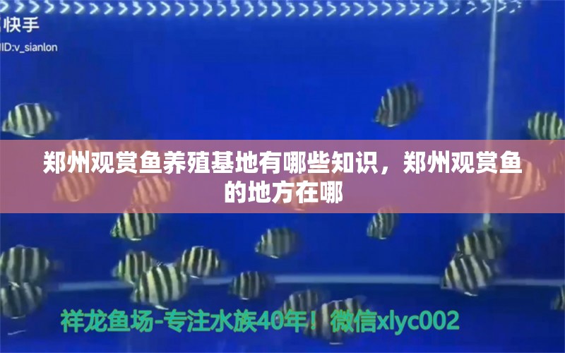 鄭州觀賞魚養(yǎng)殖基地有哪些知識，鄭州觀賞魚的地方在哪 BD魟魚 第1張