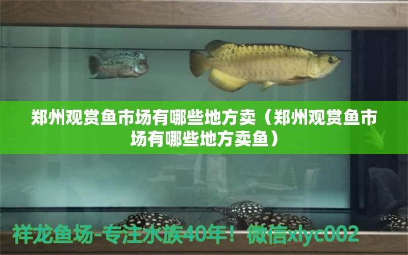 鄭州觀賞魚市場有哪些地方賣（鄭州觀賞魚市場有哪些地方賣魚）