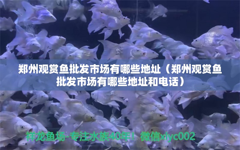 鄭州觀賞魚批發(fā)市場(chǎng)有哪些地址（鄭州觀賞魚批發(fā)市場(chǎng)有哪些地址和電話）