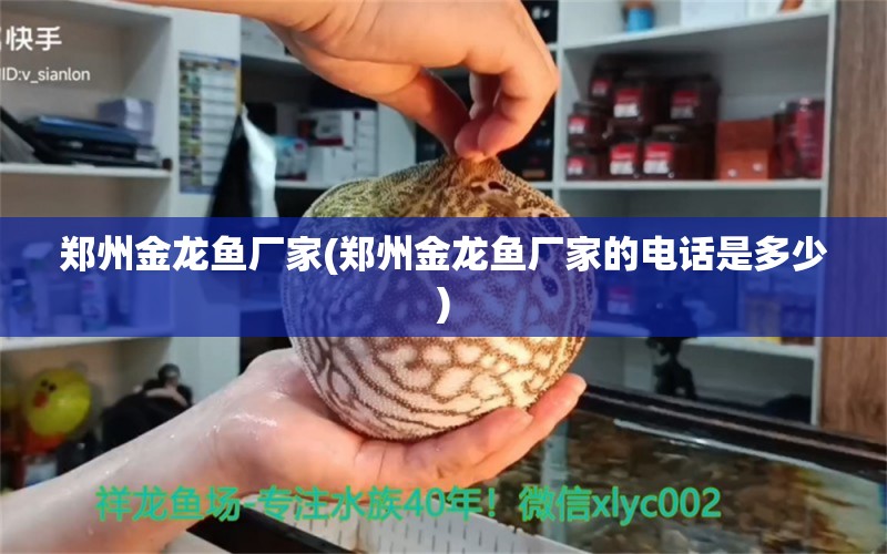 鄭州金龍魚廠家(鄭州金龍魚廠家的電話是多少) 熊貓異形魚L46